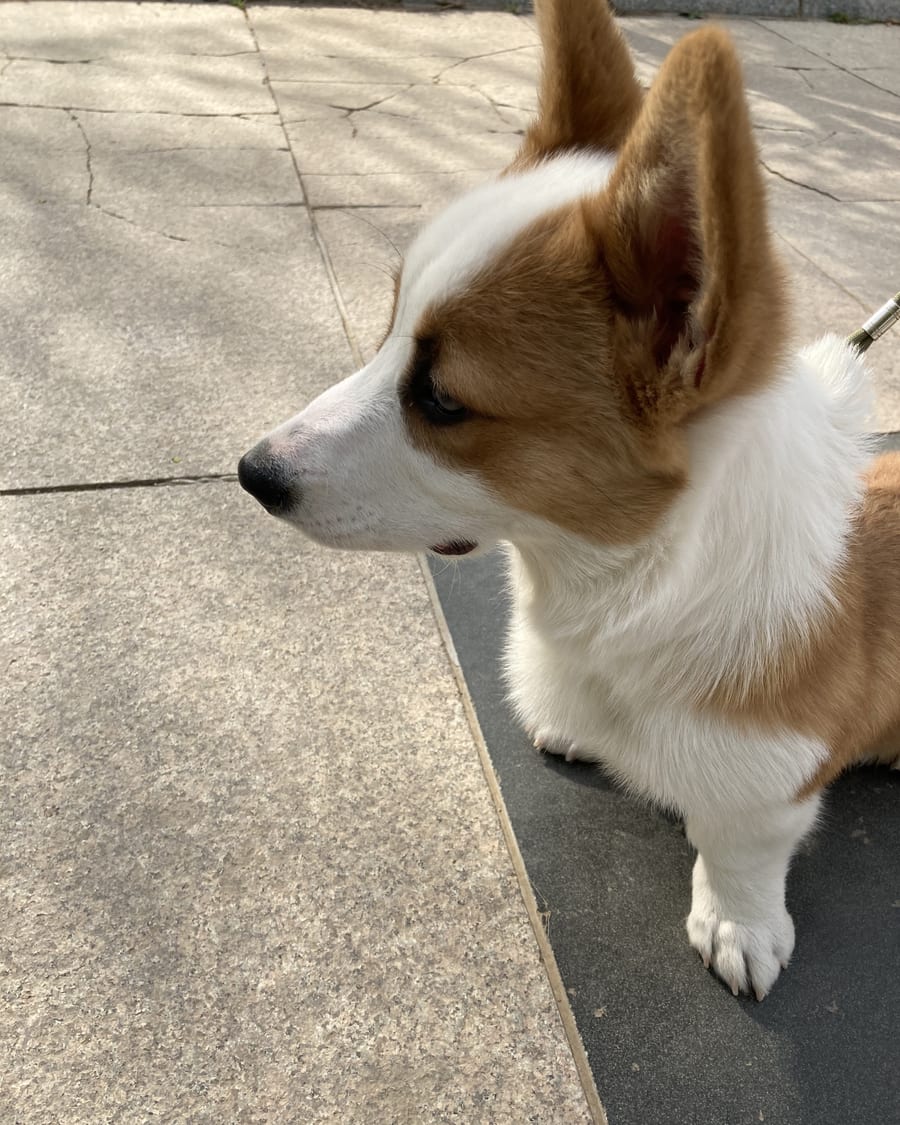 Jeune Corgi en promenade, vu de profil