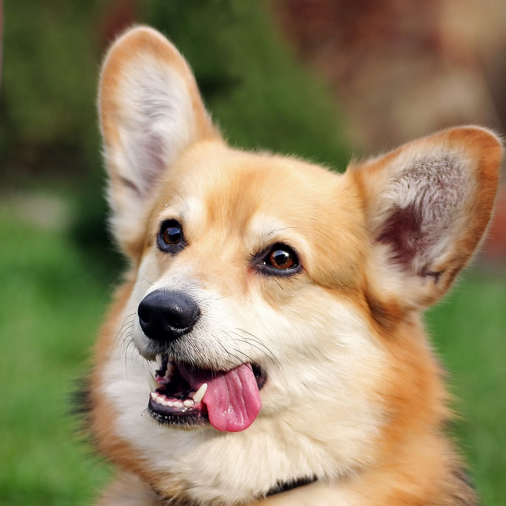Corgi débout, portrait extérieur