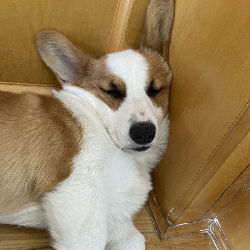 Chiot Corgi endormi contre le mur