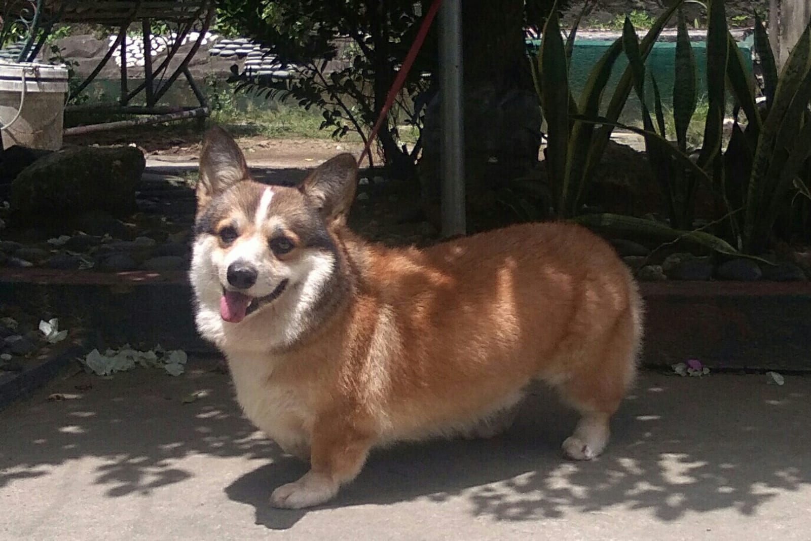 Corgi souriant, portrait en extérieur