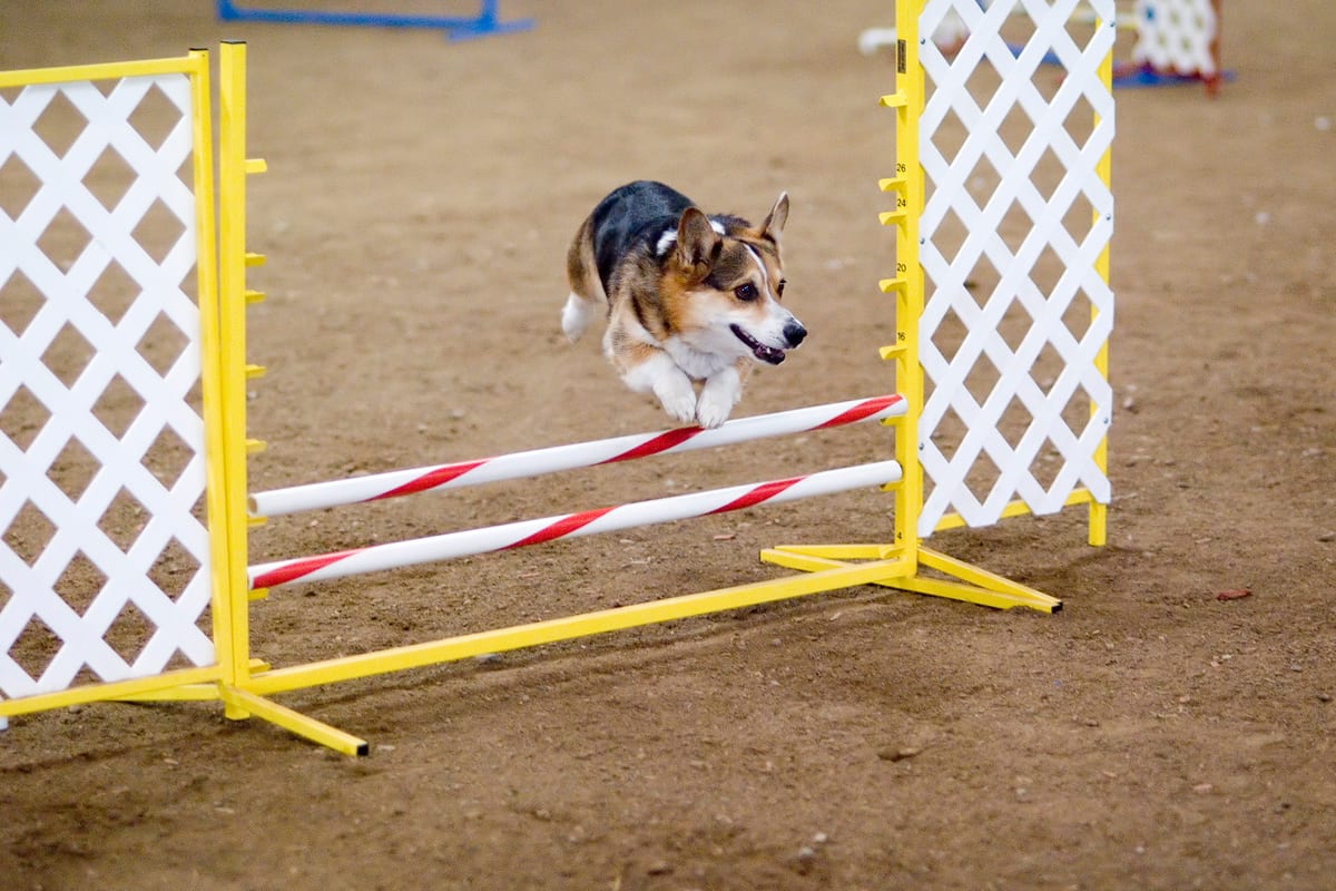 Corgi sautant un obstacle en agilité