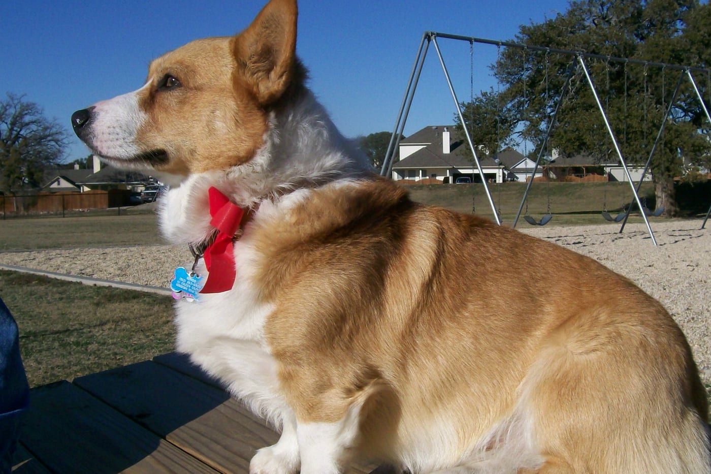 Corgi assis fièrement dans un parc