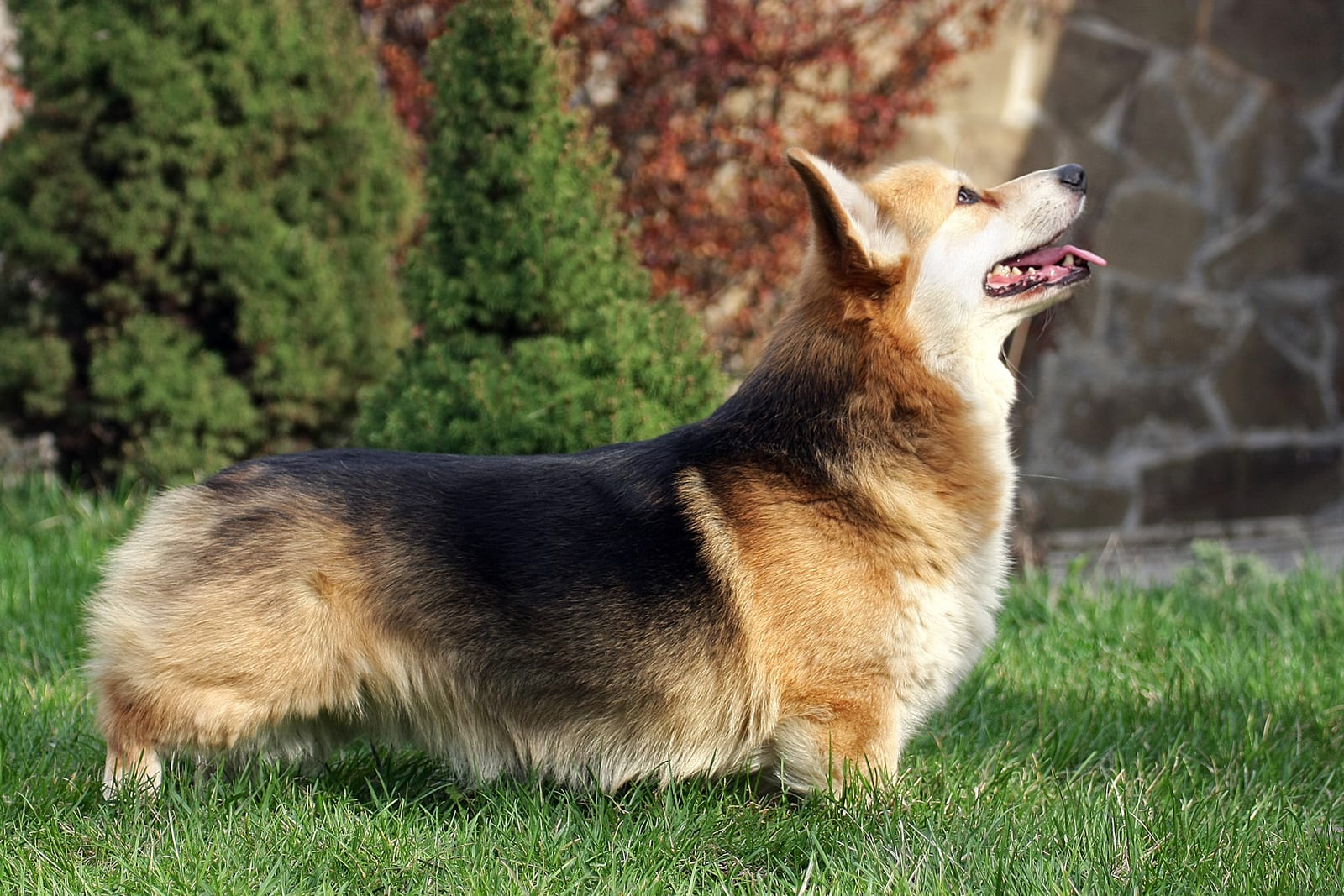 Corgi tricolore débout dans un jardin