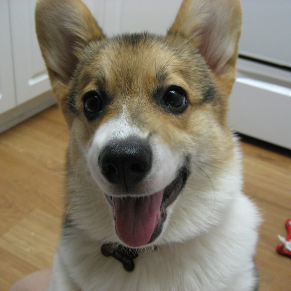 Chiot Corgi tricolore, portrait rapproché
