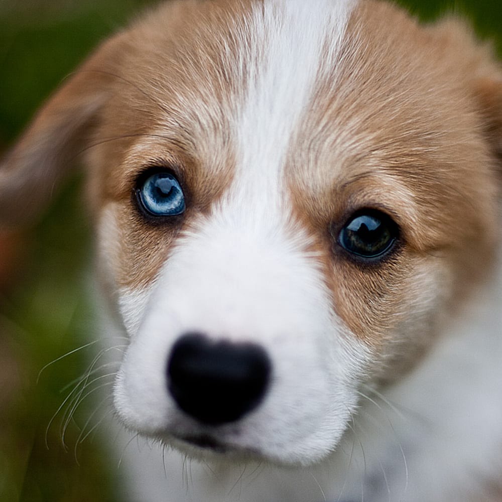 Chiot Corgi aux yeux vairons, gros plan