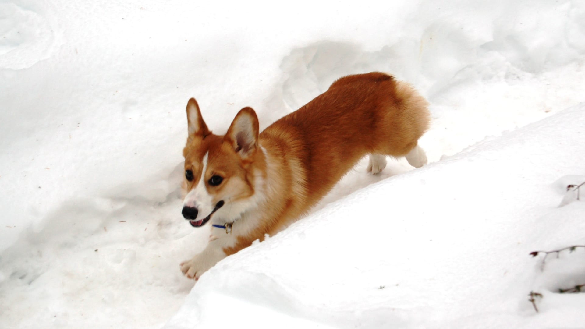 Welsh Corgi Pembroke courant dans la neige